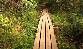 wooden walkway going through the forest