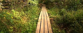 wooden walkway going through the forest
