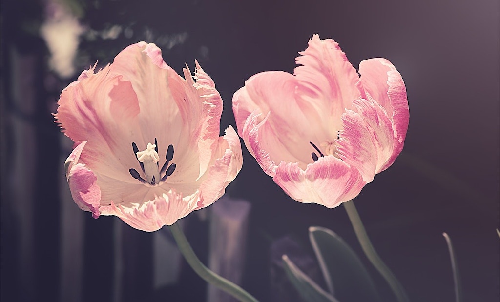 Two pink flowers in front of a gray background.