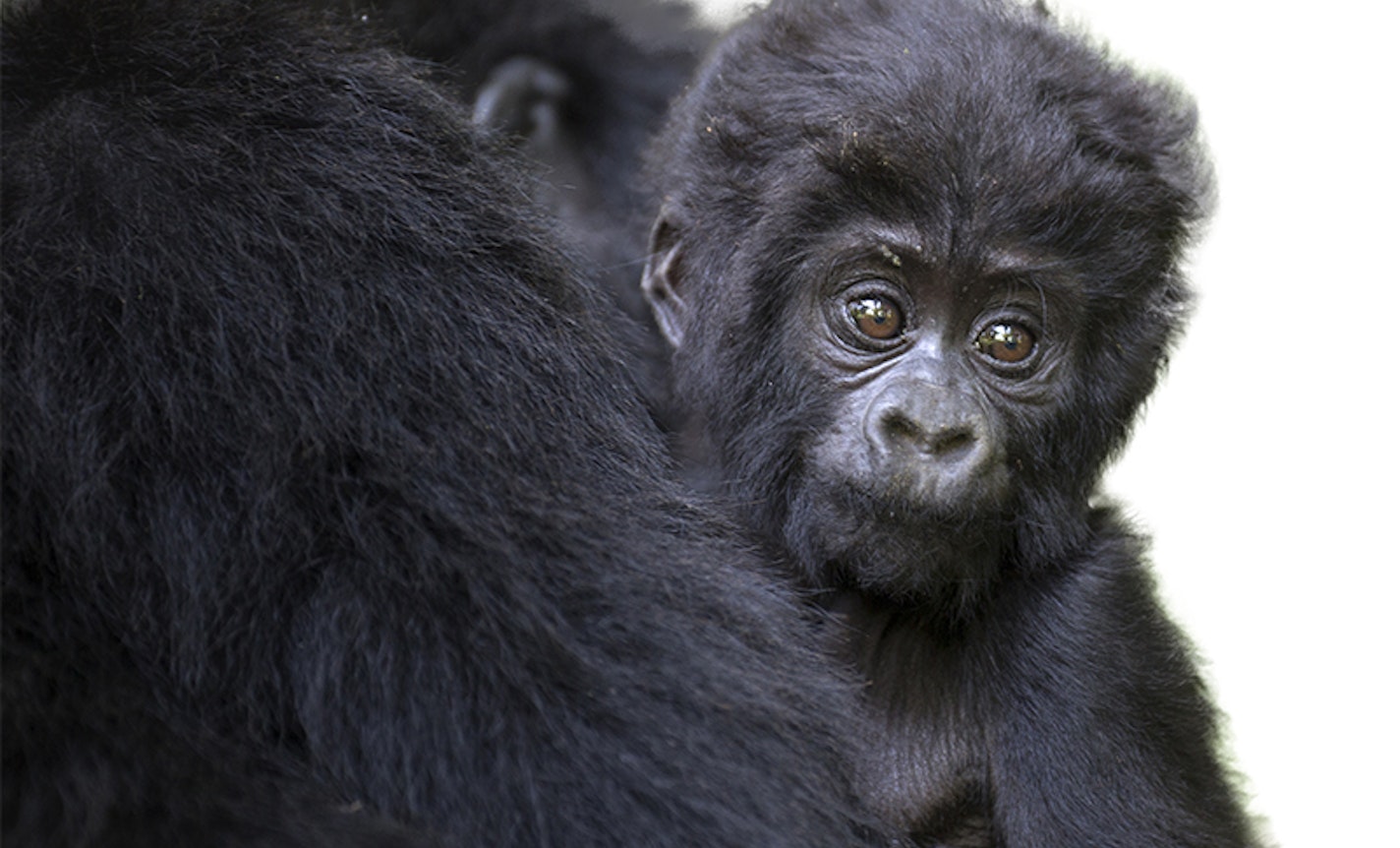 singing bowl sound bath.  a fundaiser for Uganda's Gorillas