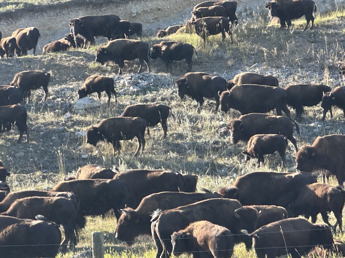 On Belonging, with Empathy and Movement