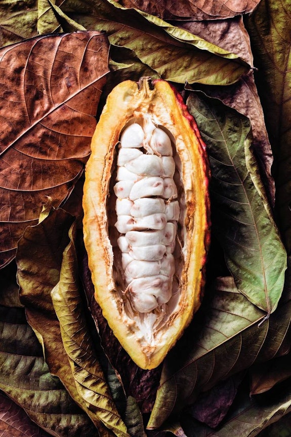 The Anthropology of Death: Cacao, the Elixir of Xibalba