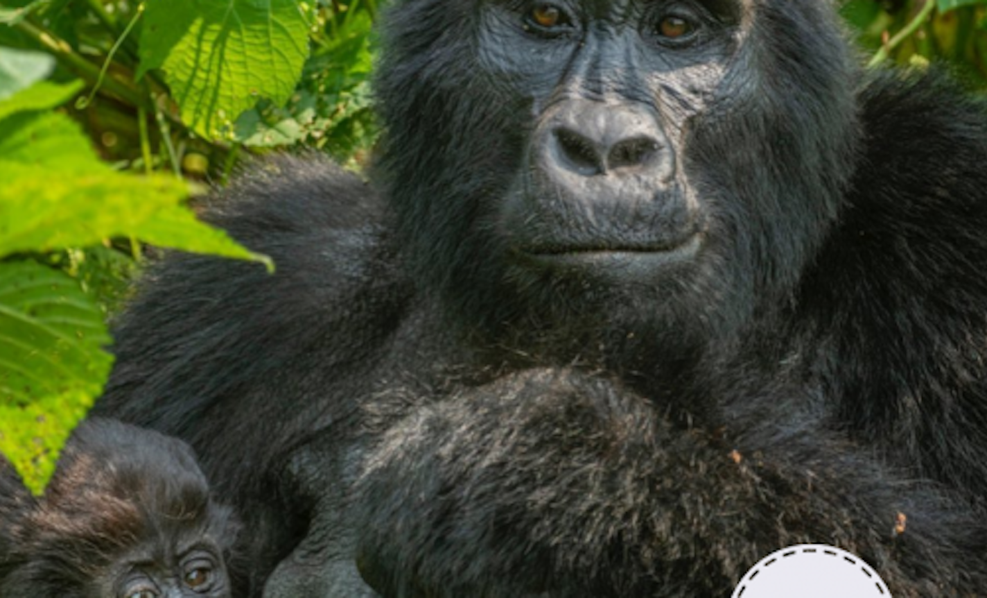 singing bowl sound bath.  a fundaiser for Uganda's Gorillas