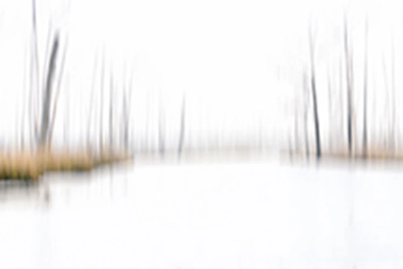 Belonging with the Earth: Practice and Presence