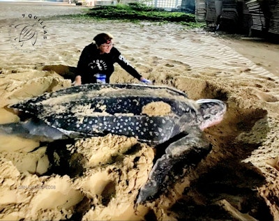7 Quillas San Juan Sea Turtle Conservancy